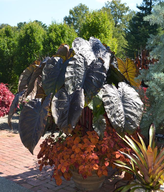 Native Plants - Buy Online