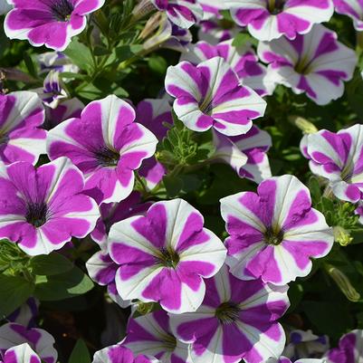 Native Perennials