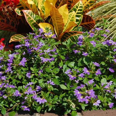 Native Trees and Shrubs
